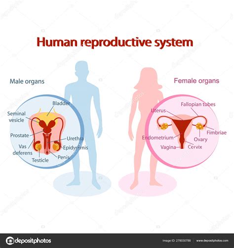 Reproductive System